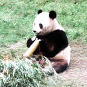 Giant Panda