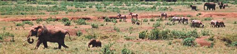 Elephants on the Savannah, Photo by D Sidenius