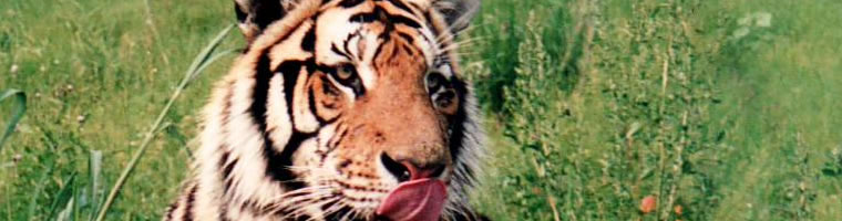 Manchurian tiger, Harbin Tiger Sanctuary Photo by N Bai