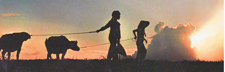 Plodding home, Vietnam